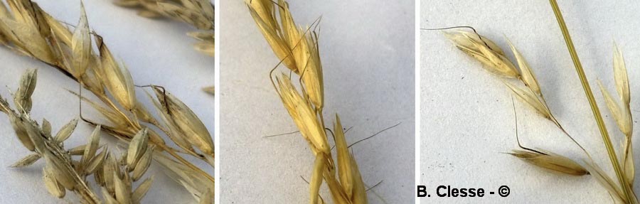 Arrhenatherum elatius
