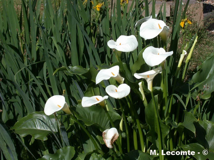 Arum sp.