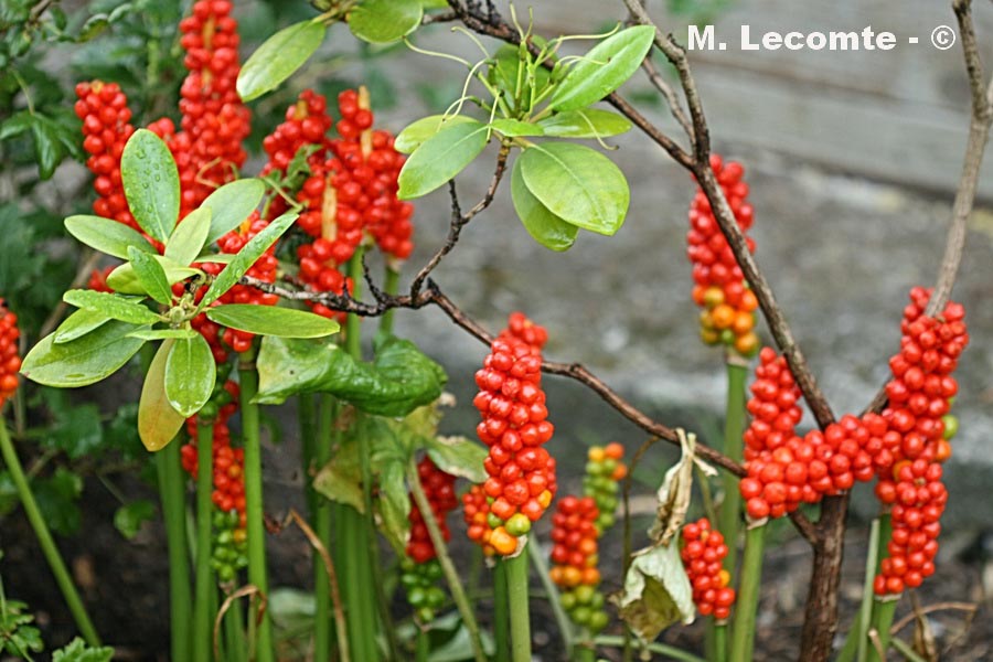 Arum maculatum