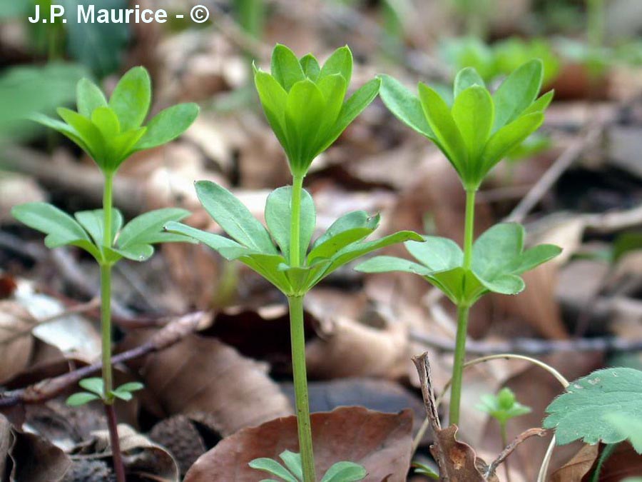 Galium odoratum (Asperula odorata)
