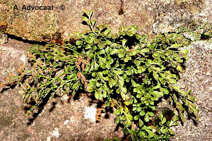 Asplenium ruta-muraria
