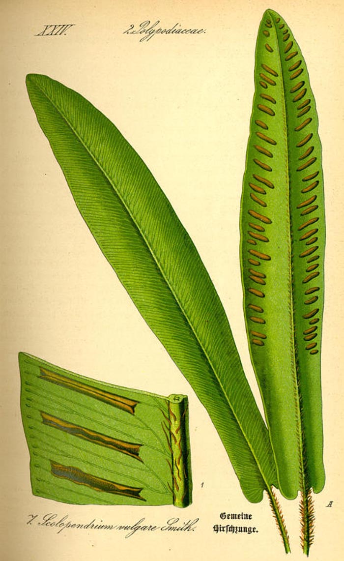 Asplenium scolopendrium