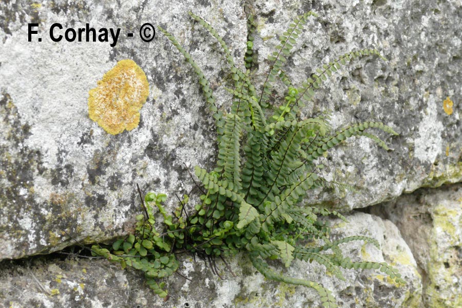 Asplenium trichomanes (fausse capillaire)