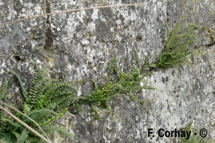 Asplenium trichomanes (fausse capillaire)