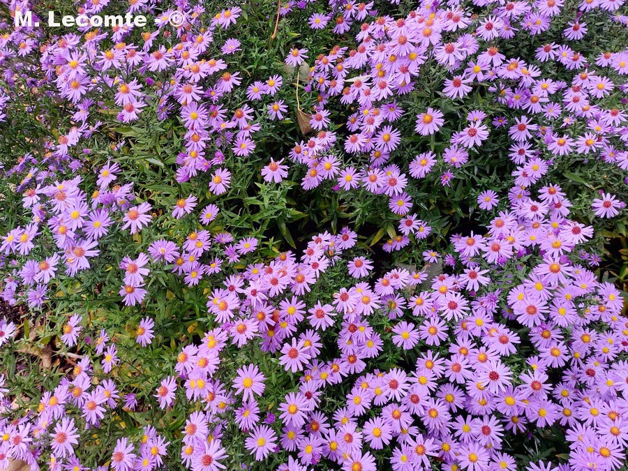 Aster alpinus (aster des Alpes)