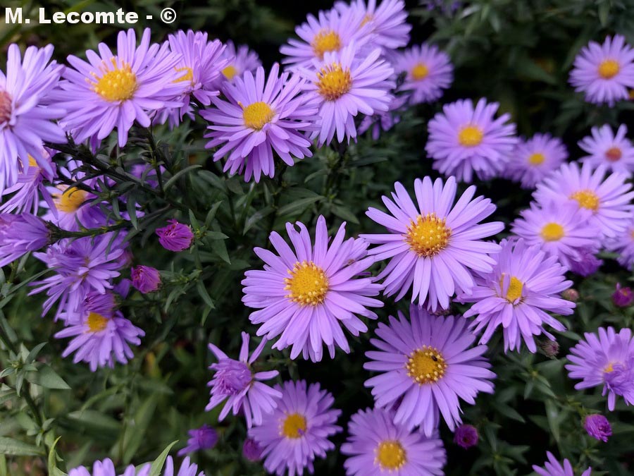 Aster alpinus (aster des Alpes)