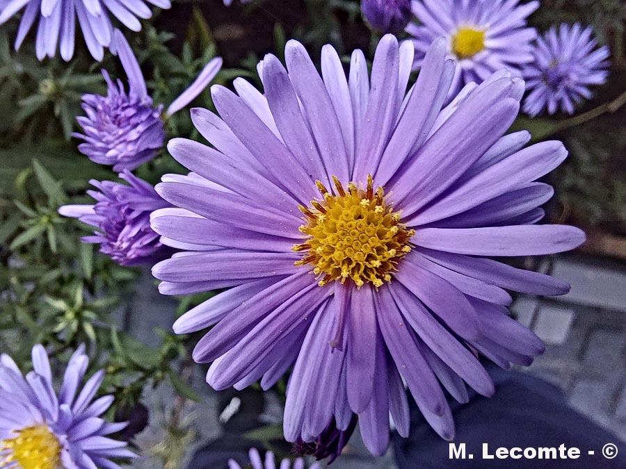 Aster alpinus (aster des Alpes)