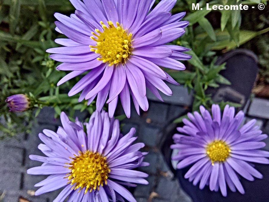 Aster alpinus (aster des Alpes)