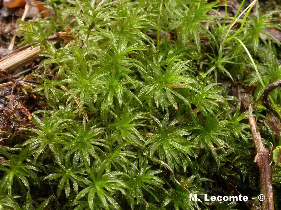 Atrichum undulatum