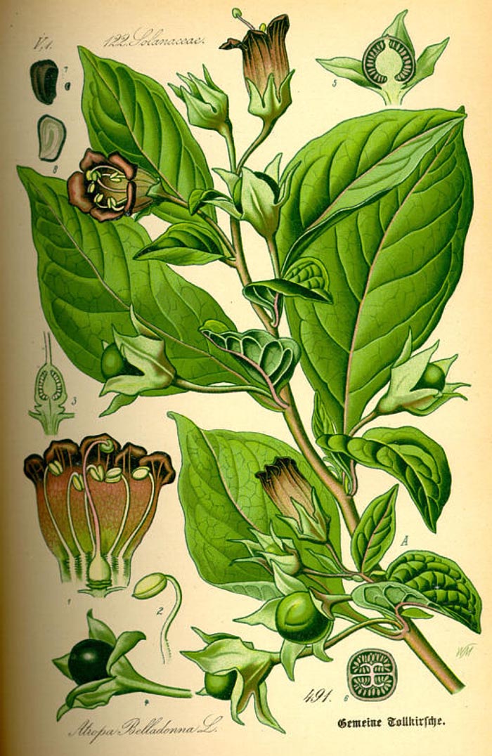 Atropa belladona