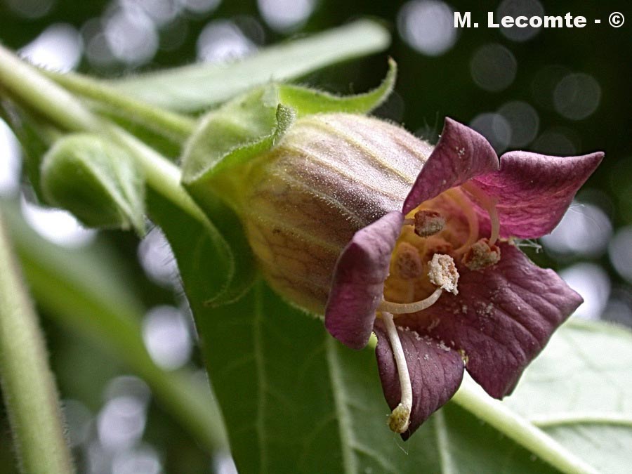 Atropa belladona