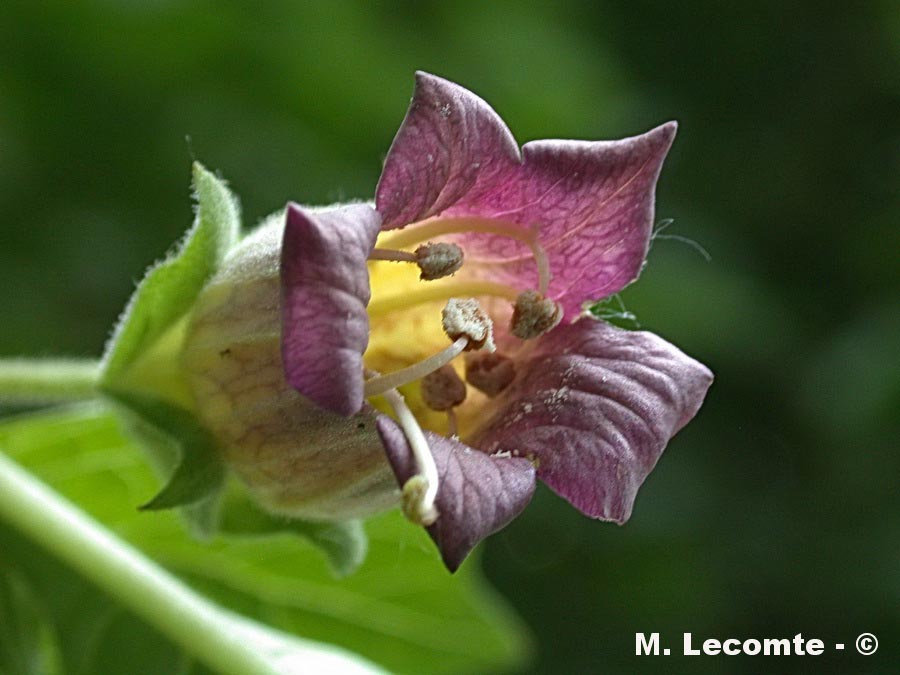 Atropa belladona