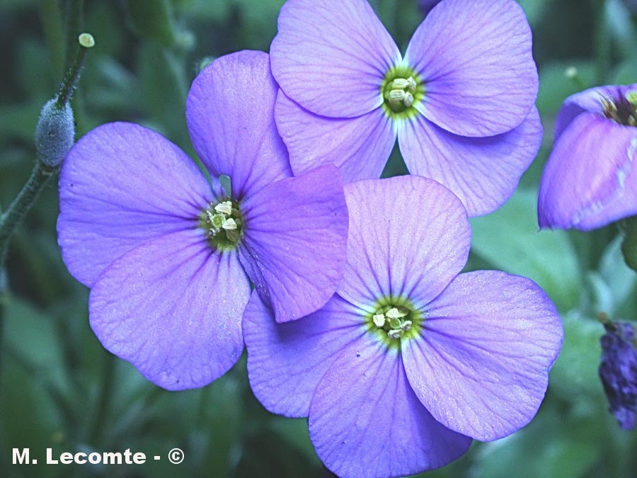 Aubrieta sp.