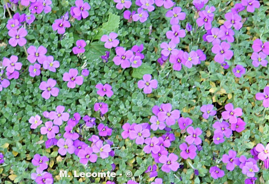 Aubrieta sp.