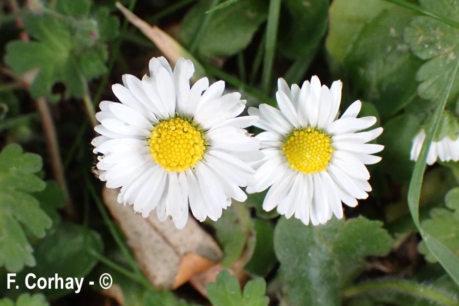 Bellis perennis