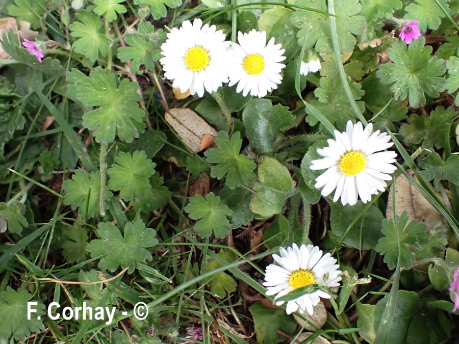 Bellis perennis