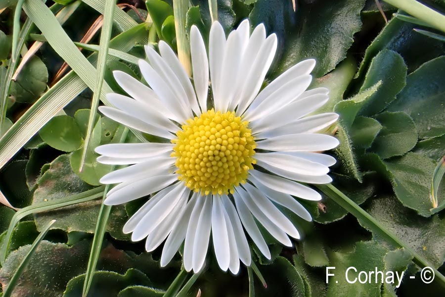 Bellis perennis (pâquerette)
