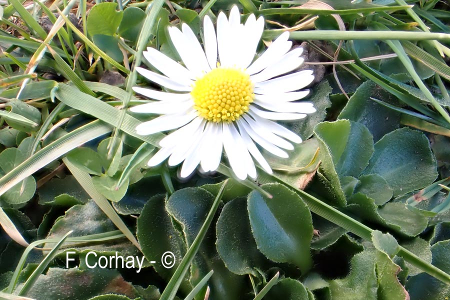 Bellis perennis (pâquerette)