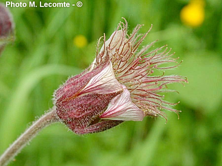 Geum rivale