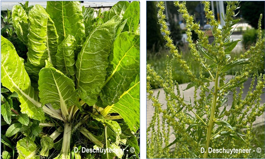 Beta vulgaris (bette commune)
