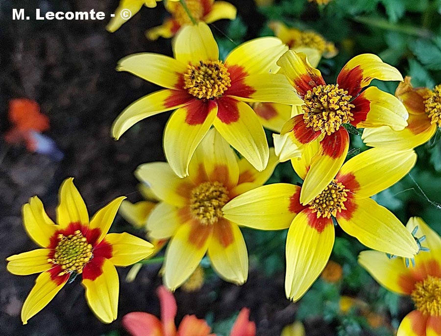 Bidens triplinervia