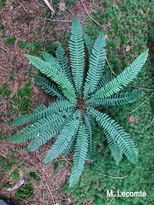 Blechnum spicant