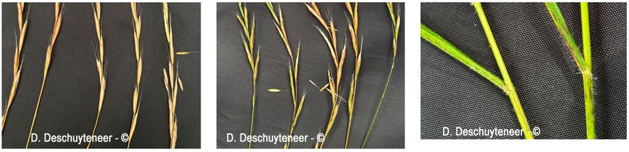 Brachypodium sylvaticum (brachypode des bois)