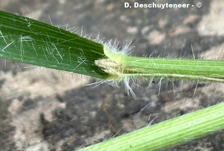 Brachypodium sylvaticum