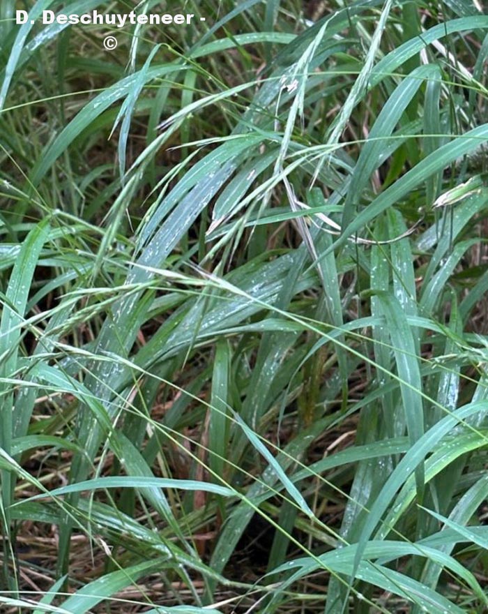 Brachypodium sylvaticum