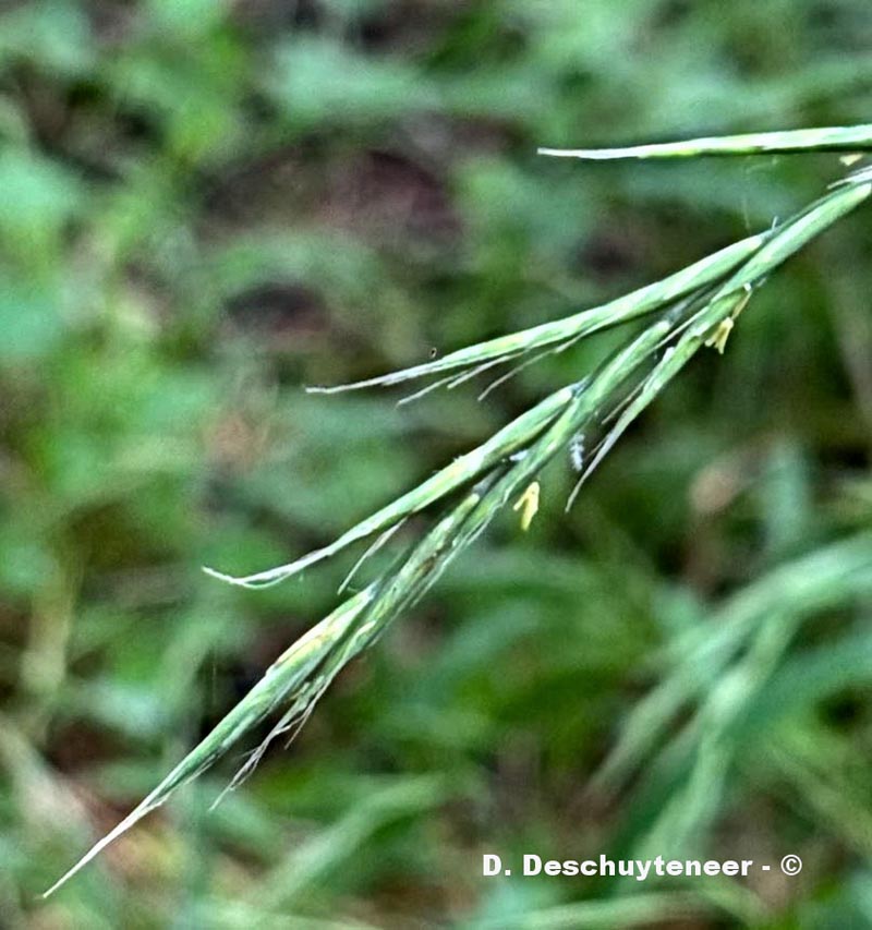 Brachypodium sylvaticum