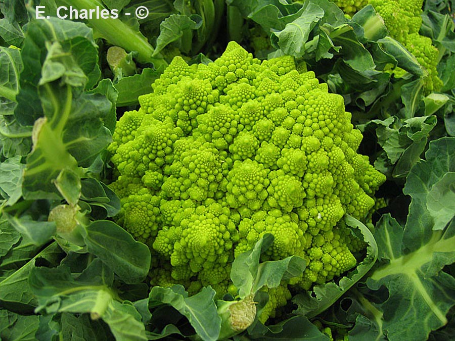 Brassica oleracea