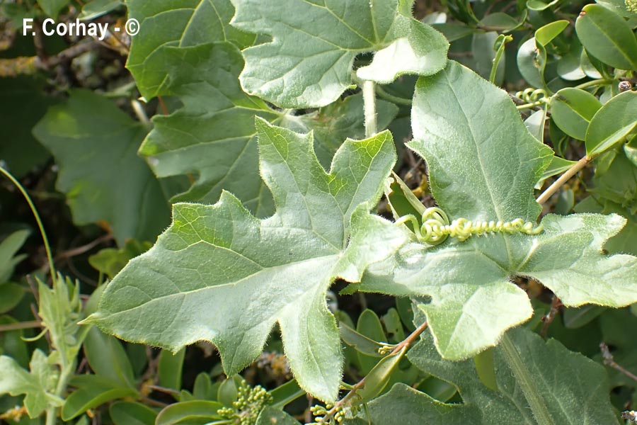 Bryonia dioica