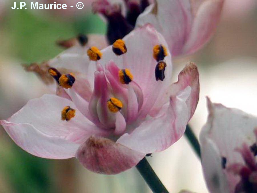 Butomus umbellatus