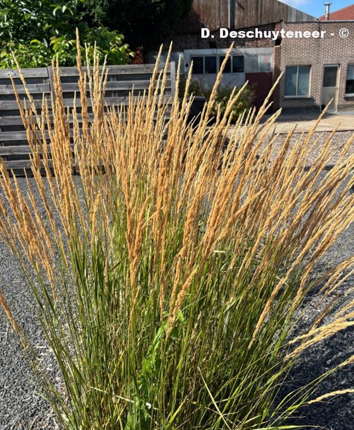 Calamagrostis acutiflora