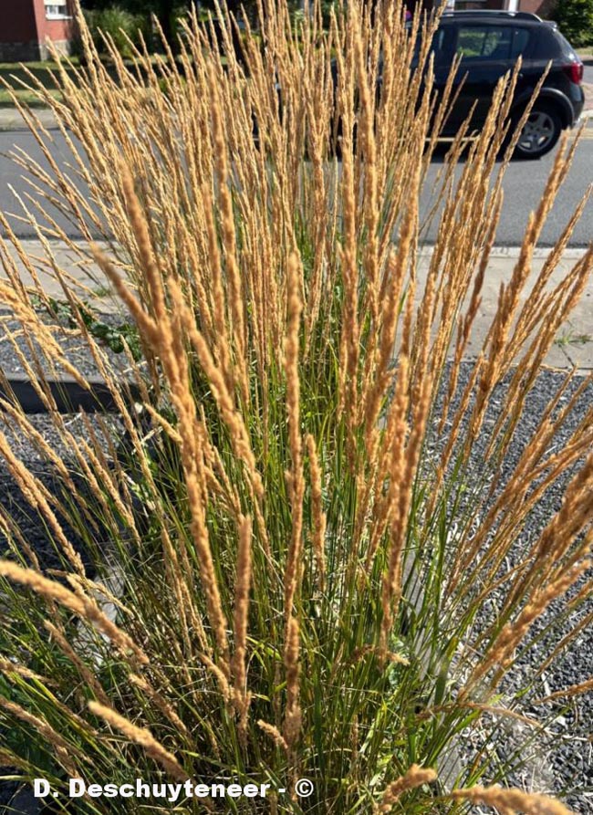 Calamagrostis acutiflora