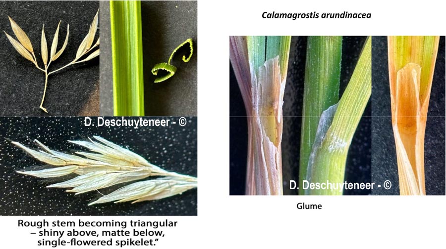 Calamagrostis arundinacea (calamagrostis à poils courts)