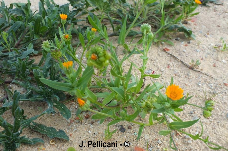 Calendula officinalis (souci officinal)