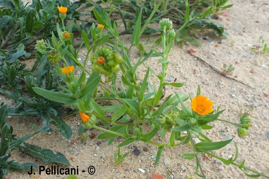 Calendula sp.