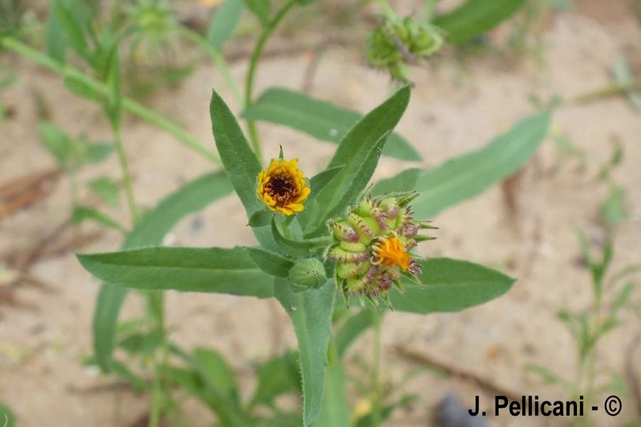 Calendula sp.