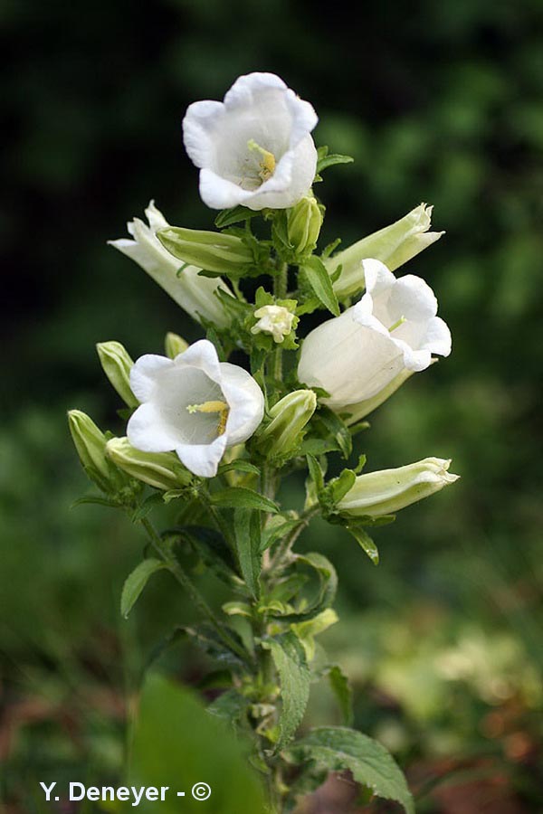 Campanula medium