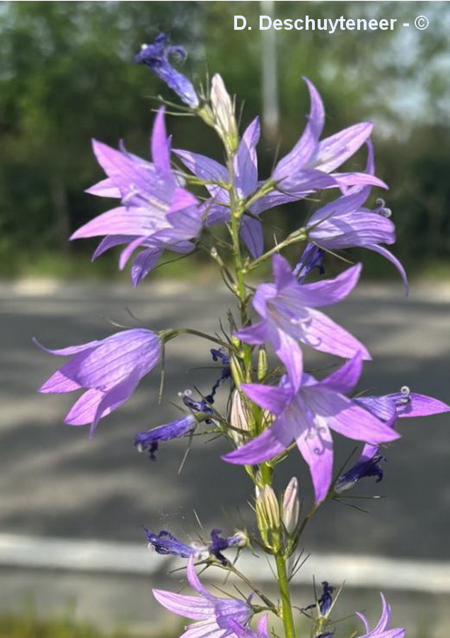 Campanula rapunculus