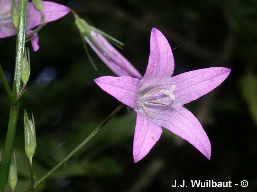 Campanula rapunculus