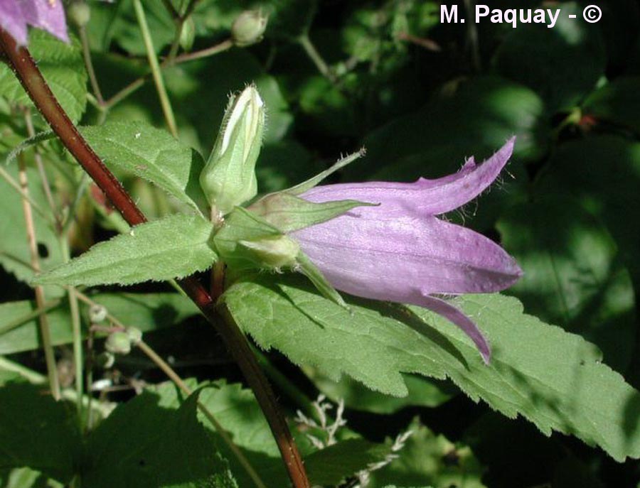 Campanula trachelium (campanule à feuille d'ortie)