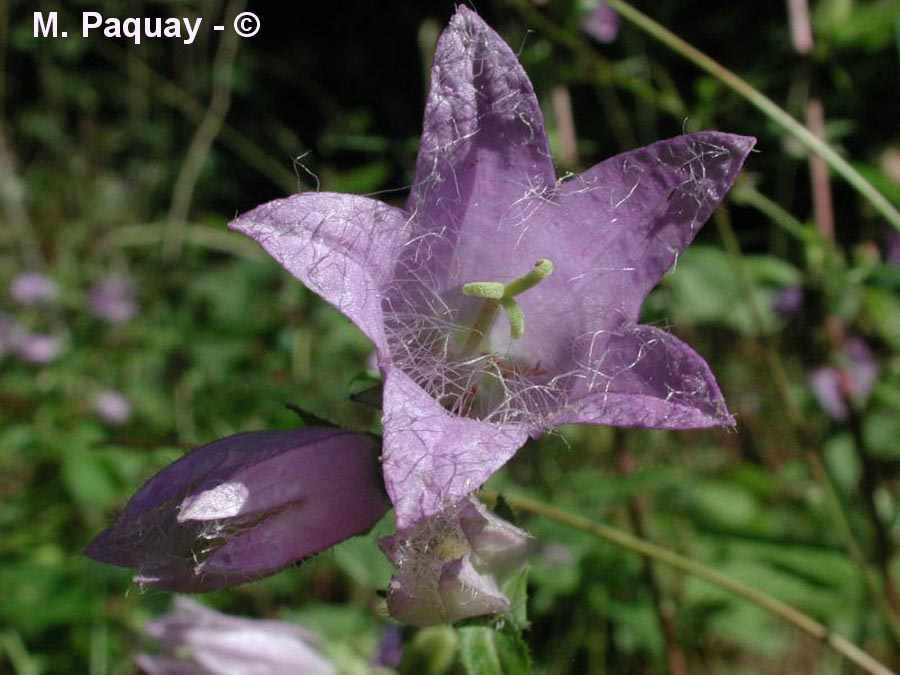 Campanula trachelium (campanule à feuille d'ortie)