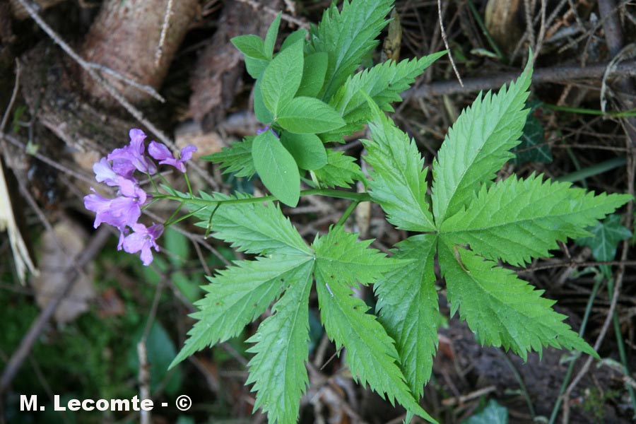 Cardamine pentaphyllos (cardamine à cinq feuilles)