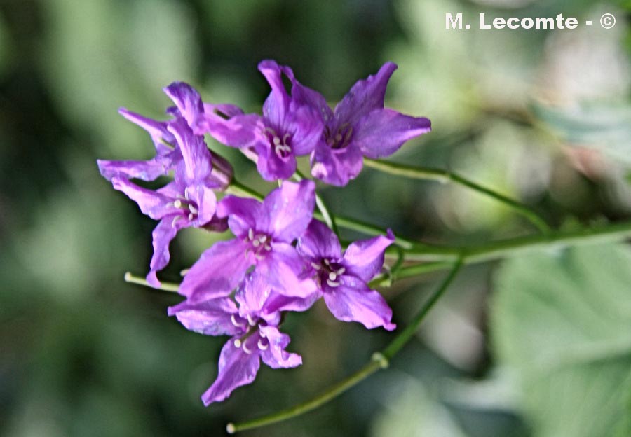 Cardamine pentaphyllos (cardamine à cinq feuilles)