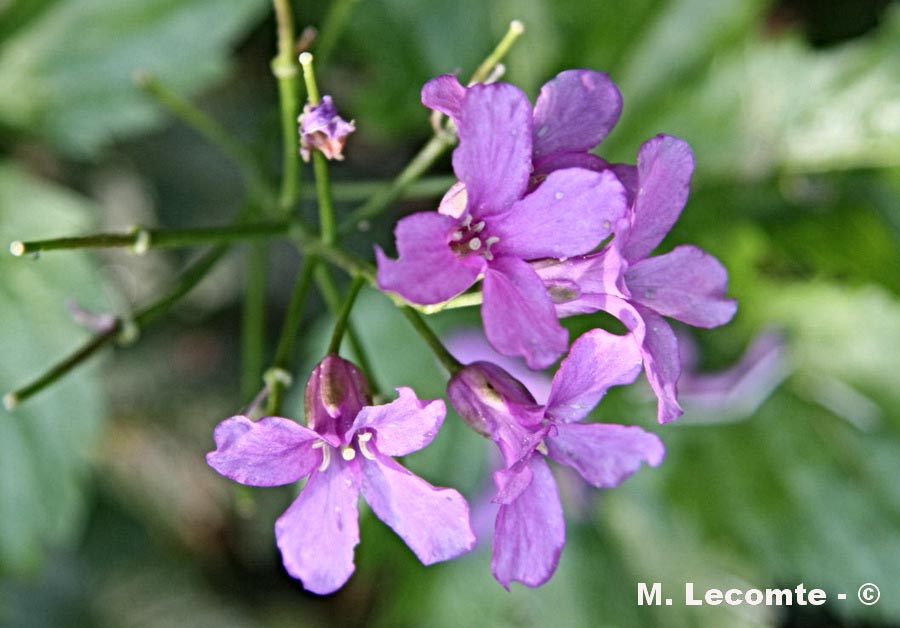 Cardamine pentaphyllos (cardamine à cinq feuilles)