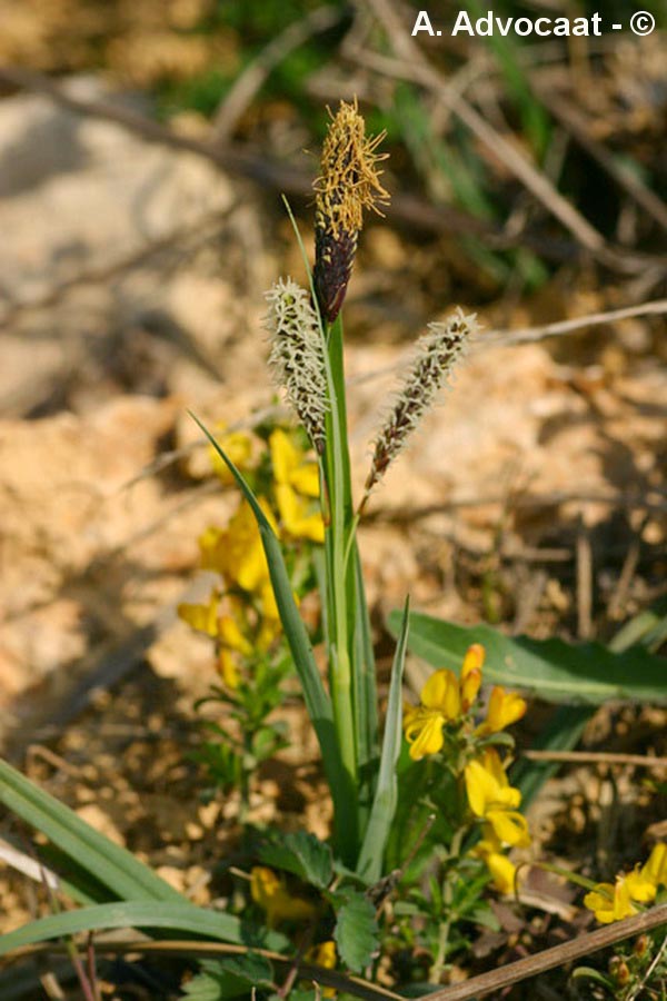 Carex flacca (Carex glauca)