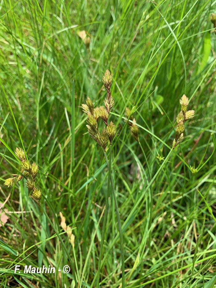 Carex leporina (carex des lièvres, laîche des lièvres)