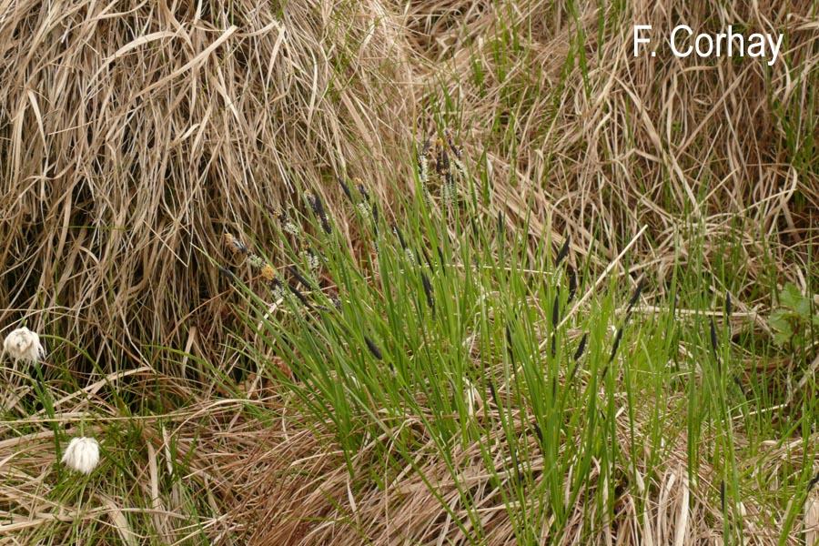 Carex flacca (= C. glauca)
